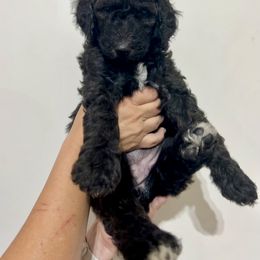 Poodle Puppies from Post Falls Poodles