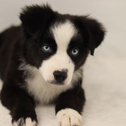 Miniature Australian Shepherd and Toy Australian Shepherd Puppies from Sanative Homestead
