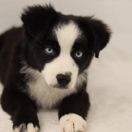 Miniature Australian Shepherd and Toy Australian Shepherd Puppies from Sanative Homestead
