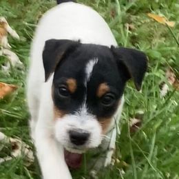Jack Russell Terrier Puppies from Brigadoon Farm