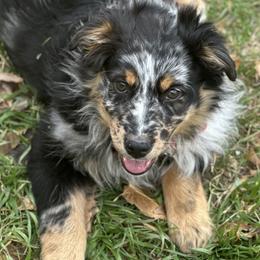 Australian Shepherds from KNRE Aussies