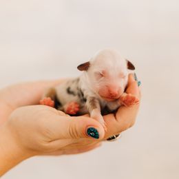 Gravy - Blue merle male Miniature Australian Shepherd puppy in Enoch, Utah from Twisted H Aussies
