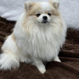 Sky - Pomeranian