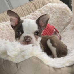 Boston Terriers from Half Acre Farm