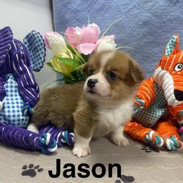 Jason - Red male Pembroke Welsh Corgi puppy in Apison, Tennessee from Ashmore Corgis