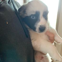 Obsidian, Blue Merle Male Aussie with Tail and 2 Blue eyes - Blue merle male Miniature Australian Shepherd puppy in Douglas, Arizona from Starry-Eyed Mini Aussies with Tails