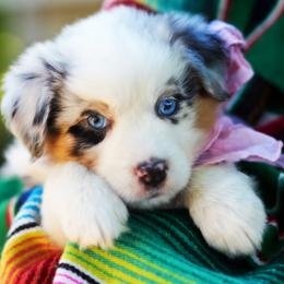Marie Antoinette - Blue merle female Australian Shepherd puppy in Paola, Kansas from Tiz Ranch