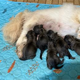 My keeper girl - Fawn female Pekingese puppy in Clinton, Tennessee from Gracelands Pekingese