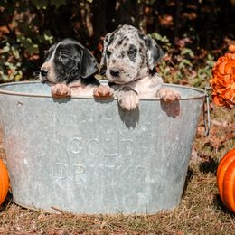 Great Dane Puppies from Tar River Great Danes