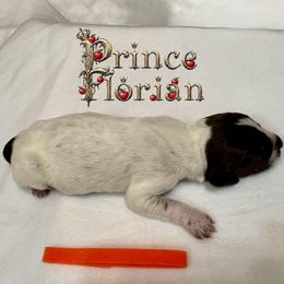 Prince Florian - Liver and white male German Shorthaired Pointer puppy in North Branch, Minnesota from Chrishelle Farm
