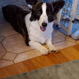 Matildot - Cardigan Welsh Corgi