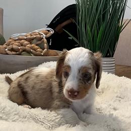 Adrian - Dapple male Dachshund puppy in Menifee, California from Dachshunds in SoCal