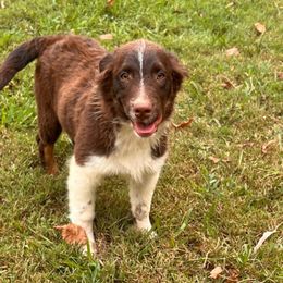 Boy 2- Cosmos - Australian Shepherd puppy from Sugar Camp Aussies