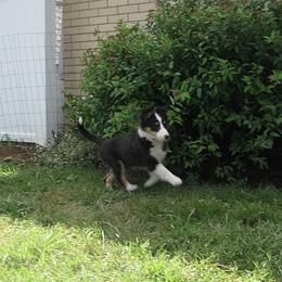 Shetland Sheepdog Puppies from Fancypants Shetland Sheepdogs