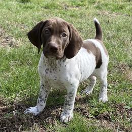 Jesse James - Liver and white male German Shorthaired Pointer puppy in Hot Springs, Virginia from Thunder Mountain Gun Dogs