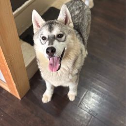 Solo - Gray and white male Siberian Husky puppy in Williamstown, Massachusetts from Gallipoli Pine Siberians