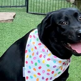 Birdie - Labrador Retriever