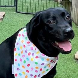 Birdie - Labrador Retriever