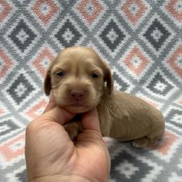 BLACK COLLAR GIRL 5 - Cream female Dachshund puppy in Hoover, Alabama from Tide Town Doxies