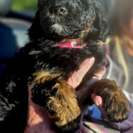 Bernedoodle and Goldendoodle Puppies from Doting Doodles