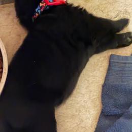 Multi color bone   boy - Black male German Shepherd puppy in Centralia, Illinois from Janices AKC German Sheperds LLC