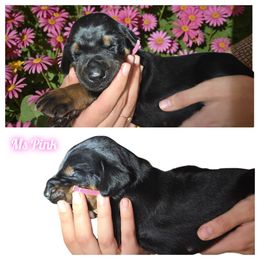 Girl 1 - Black and rust female Doberman Pinscher puppy in Vernonia, Oregon from Living Hope Dobies and Doxies