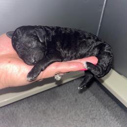 Girl 3 - Black female Poodle puppy in Calimesa, California from Teakwoodpoodleofsocal