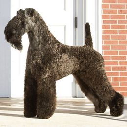 Kerry Blue Terriers from KRISMA Kerry Blue Terriers