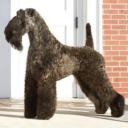 Kerry Blue Terriers from KRISMA Kerry Blue Terriers
