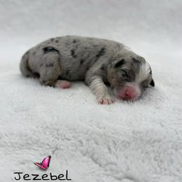 Jezebel - Blue merle female Australian Shepherd puppy in Jonesborough, Tennessee from Lotus Australian Shepherds
