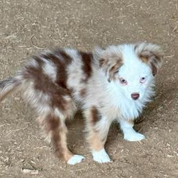 Tennessee (tail) - Red merle male Toy Australian Shepherd puppy in College Station, Texas from South Paw Toy Aussies