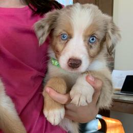 Butterscotch, AKC Red Merle with Tail - Red merle male Miniature American Shepherd puppy in Douglas, Arizona from Starry-Eyed Mini Aussies with Tails