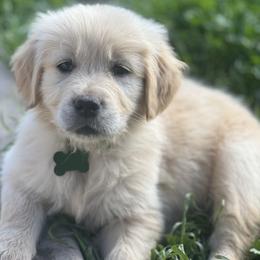 Golden Retriever Puppies from Contango Goldens