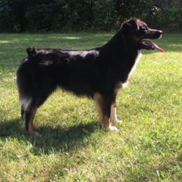 Australian Shepherds and Miniature American Shepherds from Whispering Valley Miniature American Shepherds and Australian Shepherds