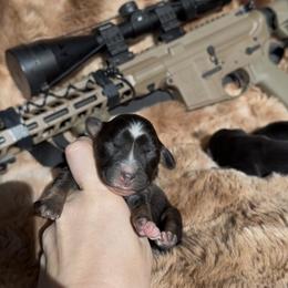 Kimber - Black tri female Miniature Australian Shepherd puppy in Queen Creek, Arizona from Arizona Aussies