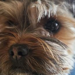 Yorkshire Terriers from Colorado Canyon Ranch Yorkied