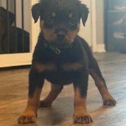 Female 2 - Black and mahogany female Rottweiler puppy in Houston, Texas from Vom Haus Fantasy Rottweiler Kennel