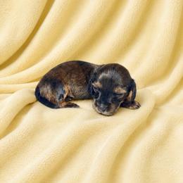 Woodley - Brindle male Dachshund puppy in Richmond, Virginia from Paw Prints