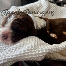 English Springer Spaniel Puppies from Sparks Springer Spaniels