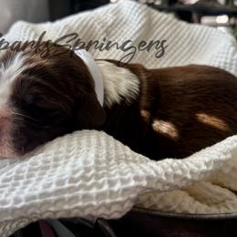English Springer Spaniel Puppies from Sparks Springer Spaniels