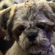 Shichons from Checkered flag breeding