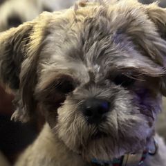 Shichons from Checkered flag breeding