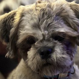 Shichons from Checkered flag breeding