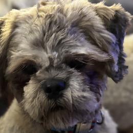 Shichons from Checkered flag breeding