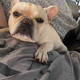 Coco - French Bulldog