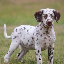 Tan - White and liver brown male Dalmatian puppy in Cottage Grove, Oregon from Hidden Hills Dalmatians