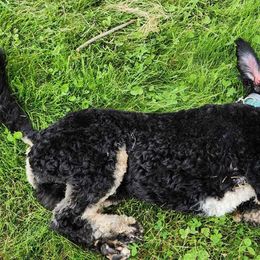 Sprocket - Goldendoodle