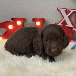 Blue collar - Chocolate male Dachshund puppy in Pleasant Plains, Arkansas from JGBs Dachshunds