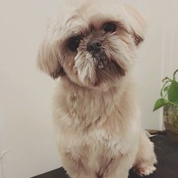 Lukas - Shih Tzu