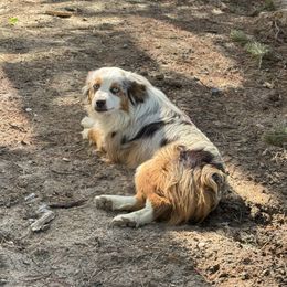 Maggie - Toy Australian Shepherd